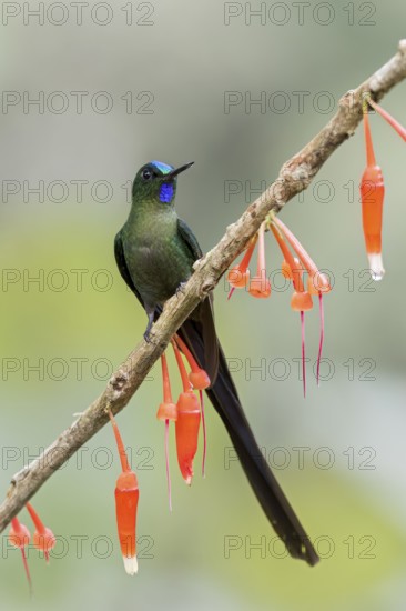 Violet-tailed Sylph (Aglaiocercus coelestis) perched on a branch in Colombia, South America