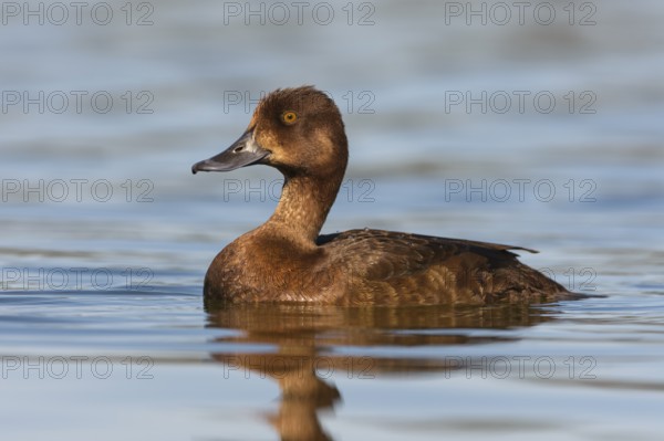 Greater Scaup (Aythya marila) female, British Columbia, Canada