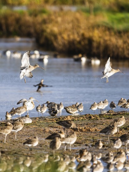 Eurasian Curlew, Numenius arquata, birds on marshes