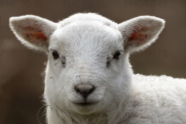 Domestic sheep (Ovis aries) juvenile baby lamb farm animal head portrait in spring, England, United Kingdom