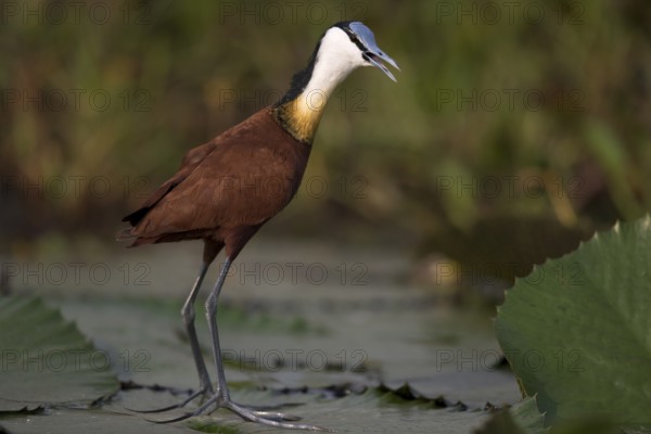 African Jacana (Actophilornis africanus) foraging, Semuliki National Park, Uganda
