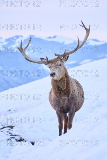 Red deer (Cervus elaphus) stag on a snowy meadow in the mountains in tirol, Kitzbühel, Wildpark Aurach, Austria
