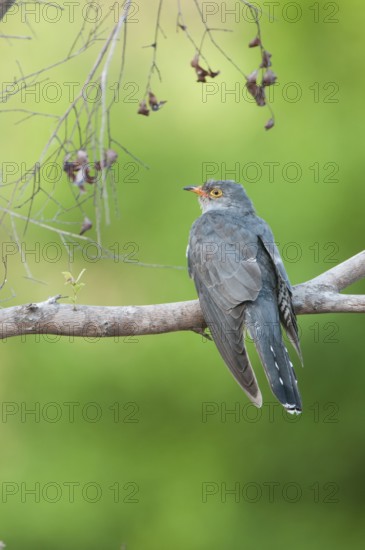 African Cuckoo (Cuculus gularis), Mpumalanga, South Africa