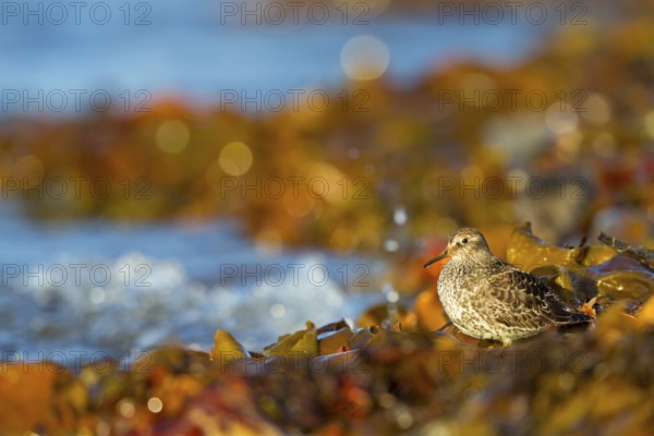 Meerstrandläufer, Purple Sandpiper, Calidris maritima, Bécasseau violet, Correlimos Oscuro
