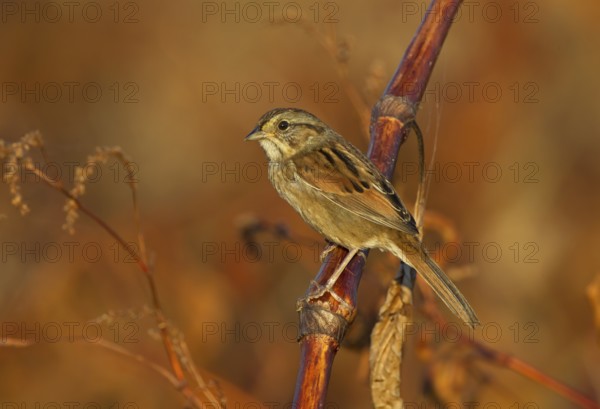 Swamp Sparrow (Melospiza georgiana), Ohio, USA