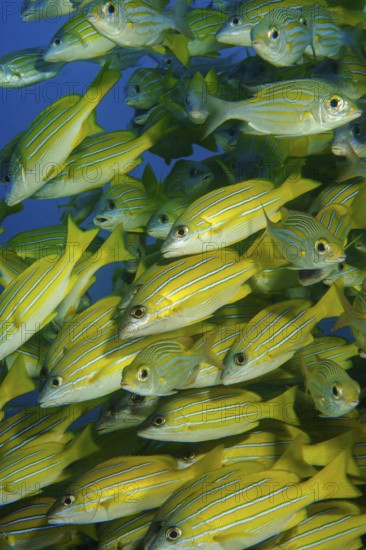 Close-up of shoal of blue-striped snapper (Lutjanus kasmira) Blue-striped snapper, Indian Ocean, Péreybère, Pereybère, Pereybere, Mauritius