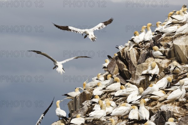Northern Gannet (Morus bassanus), Scotland, United Kingdom