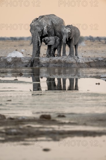 African elephant (Loxodonta africana), mother with young, at the waterhole, reflection, at sunset, Nxai Pan National Park, Botswana