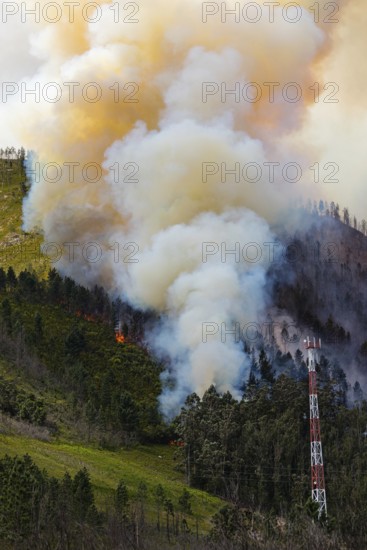 Landscape in South Africa, forest fire, fire, smoke, flames, burning forest, N2, Kou-Kamma Ward 6, Thornham, Kou-Kamma Local Municipality, Sarah Baartman District Municipality, Eastern Cape, South Africa, South Africa