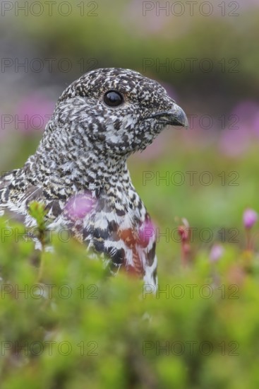 White-tailed Ptarmigan (Lagopus leucurus) in the alpine habitat of British Columbia, Canada