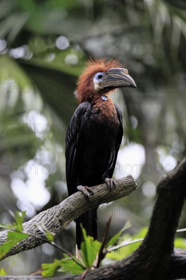 Black-helmeted Hornbill (Ceratogymna atrata), Club-tailed Hornbill, adult, female, perch, South America
