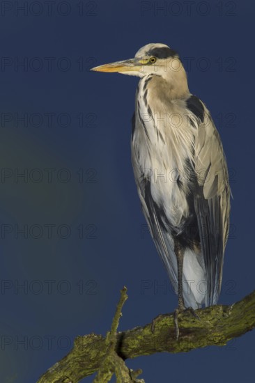 Grey Heron (Ardea cinerea), United Kingdom