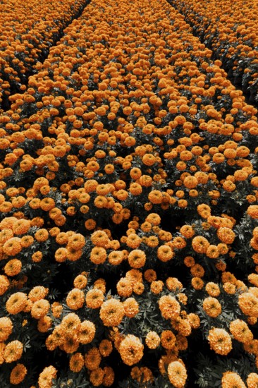 Vibrant orange cempasuchil flowers bloom in neat rows in Xochimilco, Mexico. These traditional marigolds symbolize the Day of the Dead, guiding spirits with their color and scent