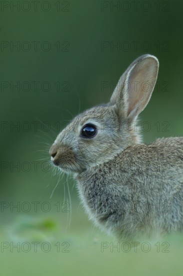 Rabbit (Oryctolagus cuniculus) wild juvenile baby animal resting in grassland in the summer, England, United Kingdom