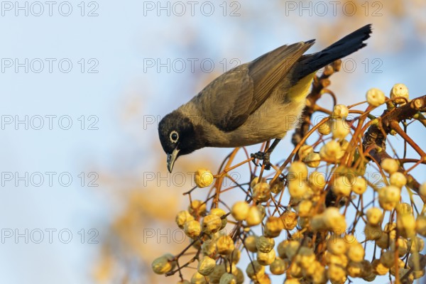 Gelbsteißbülbül, Yellow-vented Bulbul, White-eyed Bulbul, White-spectacled Bulbul, Pycnonotus xanthopygos, Bulbul d'Arabie, Bulbul Arabe