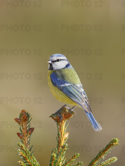 Blue tit (Parus caeruleus) sitting on a spruce top, Wildlife, Animals, Birds, Tit, Siegerland, North Rhine-Westphalia, Germany