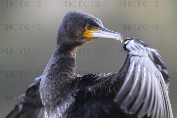 Great Cormorant (Phalacrocorax carbo), North Rhine-Westphalia, Germany