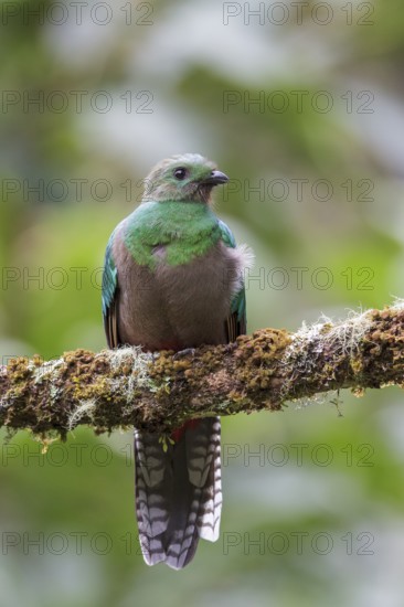 Resplendent Quetzal (Pharomachrus mocinno) perched on a branch in Costa Rica