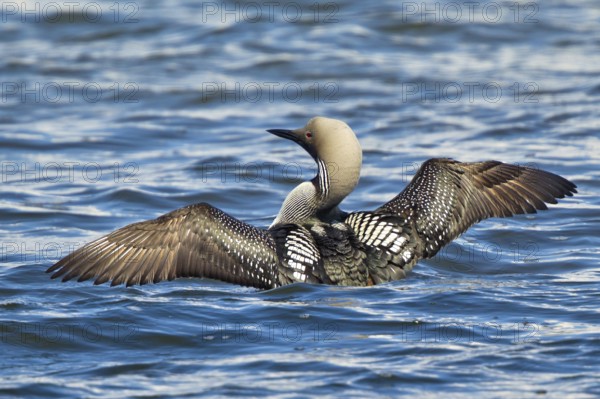 Black-throated Loon (Gavia arctica), Lake Hovsgol, Mongolia