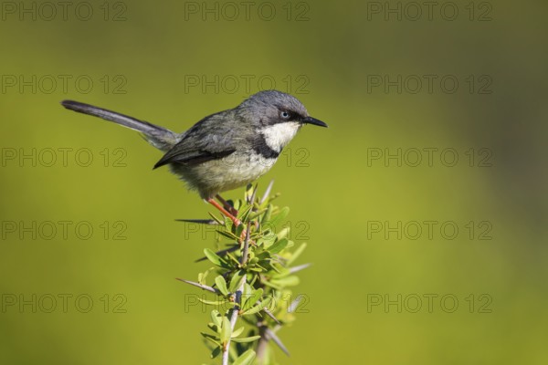Collared Apalis, (Apalis thoracica), Bar-throated Apalis, Apalis à collier, Apalis acollarado, Addo Elephant National Park, Addo, Western Cape, South Africa
