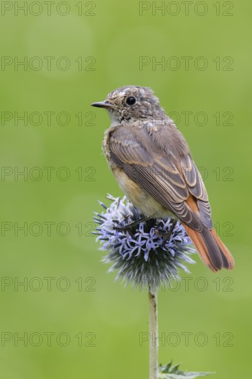 Common Redstart (Phoenicurus phoenicurus) juvenile, Berlin, Germany
