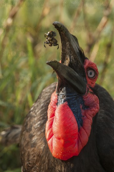 Southern Ground Hornbill (Bucorvus leadbeateri) feeding on insect, Mpumalanga, South Africa