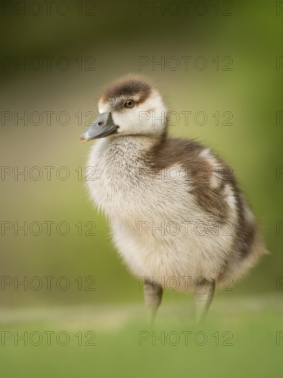 Egyptian Goose (Alopochen aegyptiaca) juvenile, Hesse, Germany