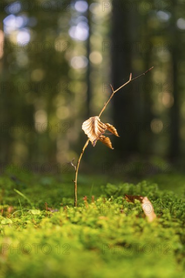 A small young plant with brown leaves from mossy soil, district of Calw, Black Forest, Germany