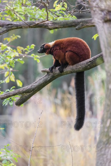 A Red-ruffed lemur, Varecia rubra, sits on the branch of a tree