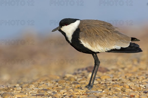 Spur-winged Lapwing, Hoplopterus spinosus, Vanellus spinosus, Israel