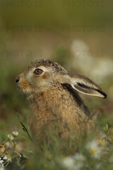 European brown hare (Lepus europaeus) juvenile leveret animal resting in grassland in summer, England, United Kingdom