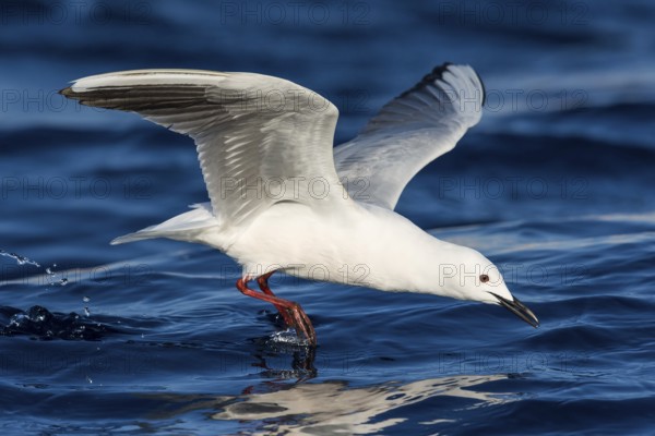 Slender-billed Gull (Chroicocephalus genei) flying, Eilat, Israel