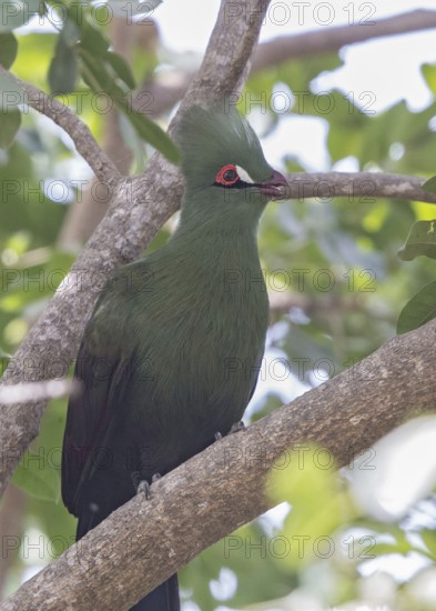 Guinea Turaco (Tauraco persa), Gambia