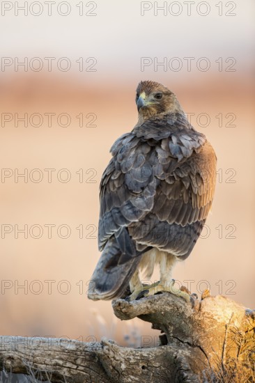 Bonelli's Eagle (Aquila fasciata) juvenile, Castile-La Mancha, Spain