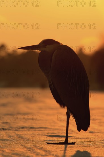 Grey Heron (Ardea cinerea), Berlin, Germany