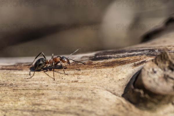 Red Wood Ant (Formica rufa), Emsland, Lower Saxony, Germany