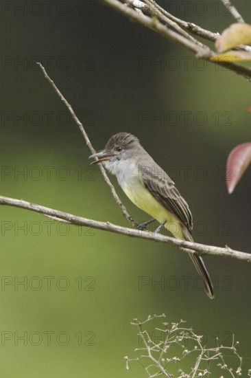 Short-crested Flycatcher (Myiarchus ferox), Ecuador