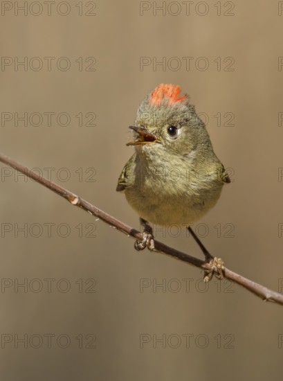 A Ruby-crowned Kinglet, Regulus calendula, singing, on a red osier branch in Saskatoon, Saskatchewan