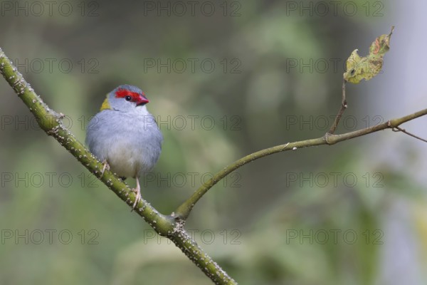Red-browed Finch (Neochmia temporalis), Queensland, Australia