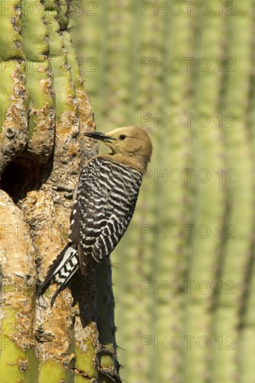 Gila Woodpecker Melanerpes uropygialis Tucson, Pima County, Arizona, United States 11 May Adult Female at nest in Saguaro cactus (Carnegiea gigantea). Note pollen on head from Saguaro flowers. Picidae