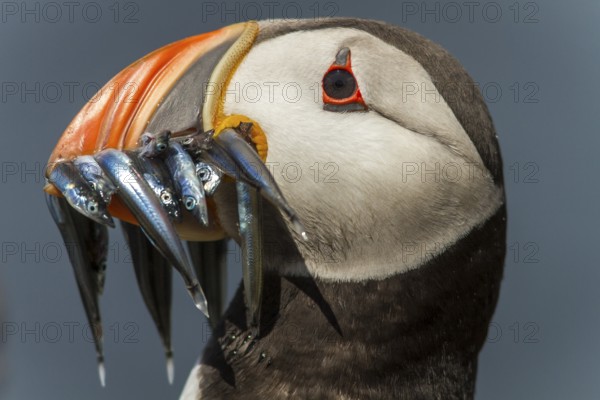 Frailecillo atlantico / Atlantic Puffin (Fratercula artica)