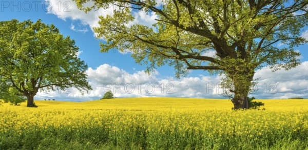 Solitary oaks in blooming rapeseed field under blue sky with cumulus clouds, Burgenlandkreis, Saxony-Anhalt, Germany