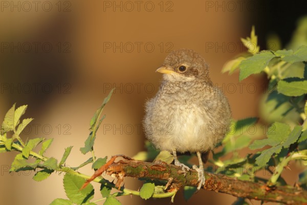 Red-backed Shrike (Lanius collurio) juvenile, Saxony-Anhalt, Germany