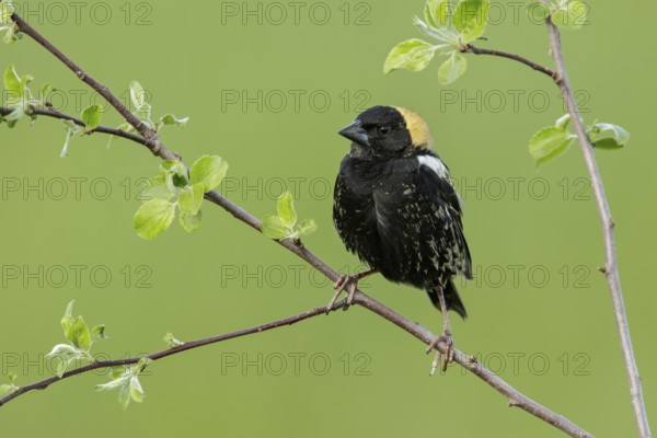 Bobolink (Dolichonyx oryzivorus) perched on a branch in Ontario, Canada