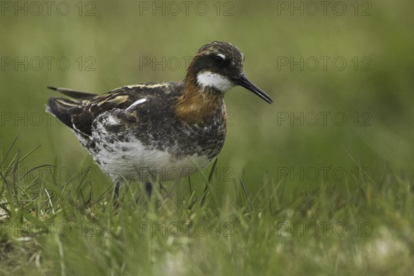 Red-necked Phalarope (Phalaropus lobatus), Iceland