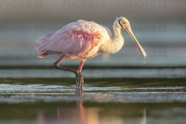 Roseate Spoonbill (Platalea ajaja) foraging in shallow water, Florida, USA