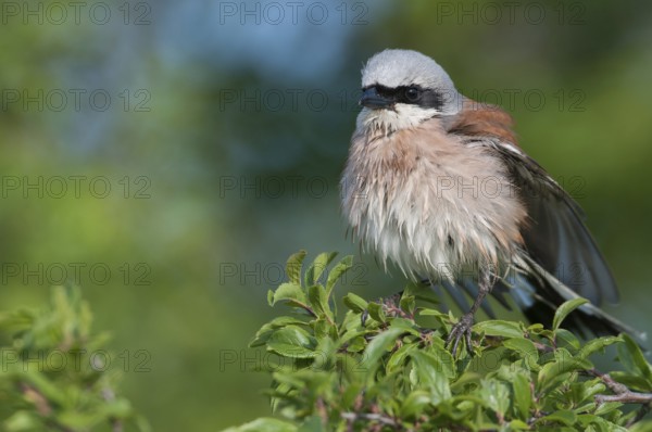 Red-backed Shrike (Lanius collurio) male, Thuringia, Germany