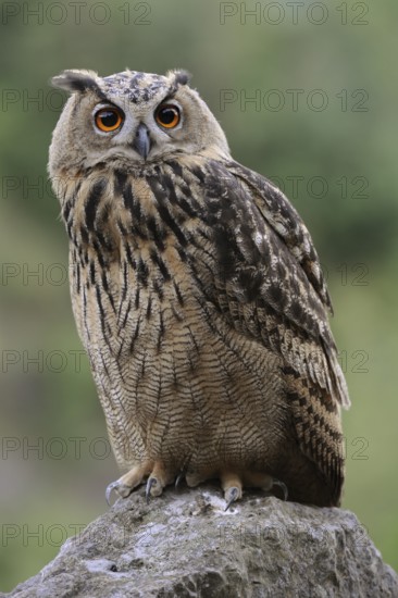 Eurasian Eagle-Owl (Bubo bubo) juvenile, perched on a stone, North Rhine-Westphalia, Germany