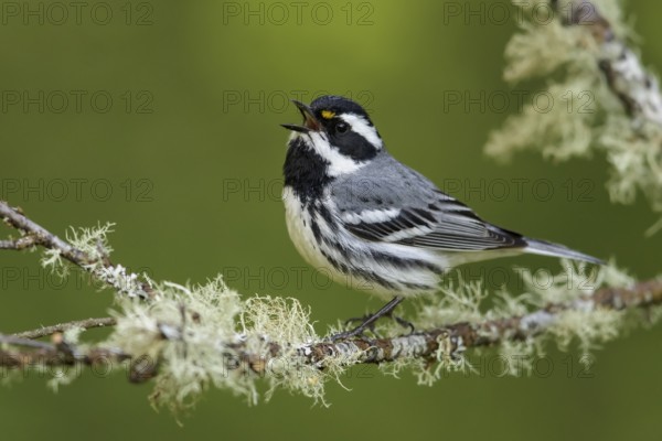 Black-throated Gray Warbler (Dendroica nigrescens) perched on a branch in British Colombia, Canada