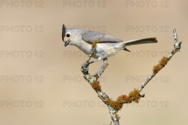 Black-crested Titmouse (Baeolophus atricristatus), Texas, USA